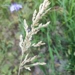 Agrostis stolonifera Fruit