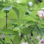 Dais cotinifolia Φύλλο