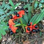 Hippeastrum reticulatum Fruit