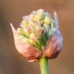 Allium suaveolens Цвят