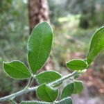 Cytisus villosus List