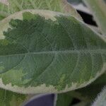 Nicotiana tomentosa Folha