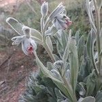 Pardoglossum cheirifolium Flower