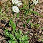 Arabis ciliata Pokrój