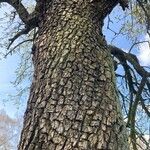 Pyrus communis Lubje