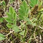 Indigofera schimperi 葉