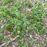 Ranunculus abortivus Feuille