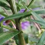 Symphyotrichum dumosum Bark