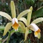 Cattleya forbesii Flower