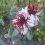 Acca sellowiana Цветок