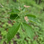 Euonymus verrucosus Leaf