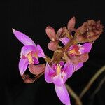Bletia purpurea Blüte