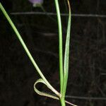 Calochortus splendens ഇല