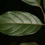 Casearia javitensis Leaf