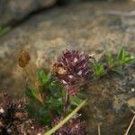Thymus longicaulis 葉