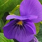 Viola dacica Цвят