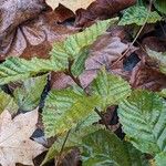 Carpinus betulus Leaf