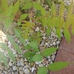 Rhus glabra Hoja