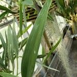 Brassavola nodosa Leaf