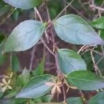 Abelia × grandiflora Lapas