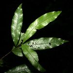 Quiina leptoclada Hoja