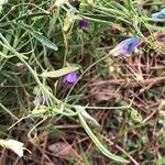 Lathyrus angulatus Leaf