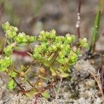 Radiola linoides Vivejo