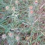 Carlina vulgaris आदत