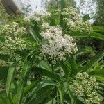 Sambucus ebulusFlor