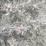Cneorum pulverulentum Fruit