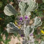 Marrubium alysson Hoja