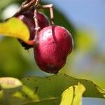 Syzygium cymosum Плод