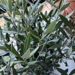 Olea europaeaFoglia