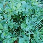 Potentilla anglica Leaf