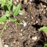 Epilobium roseum Flors