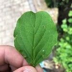 Cornus sanguineaᱥᱟᱠᱟᱢ