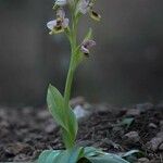 Ophrys tenthredinifera Цвят