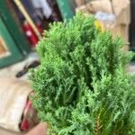 Juniperus chinensis Blad