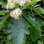 Sorbus intermedia পাতা