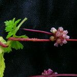 Cuscuta reflexa Vivejo