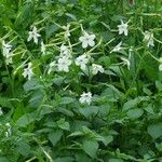 Nicotiana alata പുഷ്പം