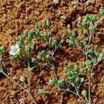 Polycarpaea robbairea Flower