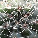 Gymnocalycium baldianum Blüte