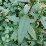 Senecio triangularis Foglia