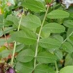 Vicia sepium Blad