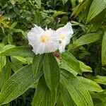 Cheilocostus speciosus Blüte