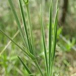 Lathyrus digitatus Hoja