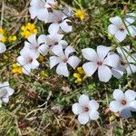 Linum suffruticosum Çiçek