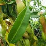 Nepenthes spp. Blatt
