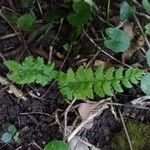 Dryopteris cristata पत्ता